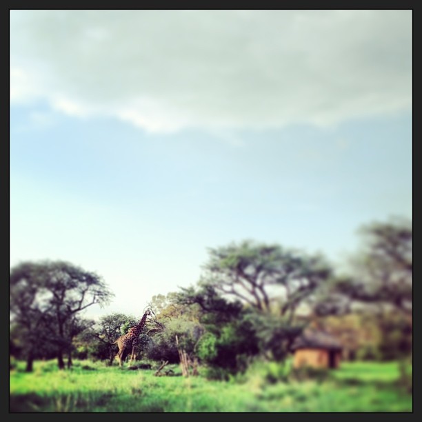Giraffe sighting in South Africa :))))))