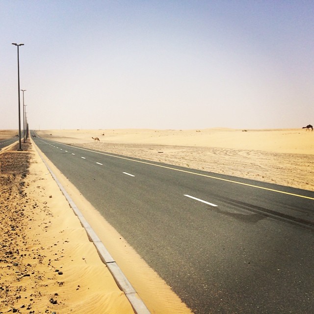 Camels in the background, dubai