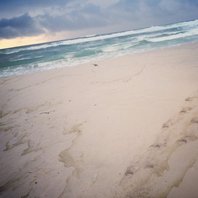 Beautiful South African Beach 隣のラグーンには野生のフラミンゴがいました！