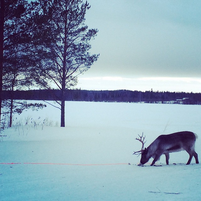 Shooting some reindeer in northern Sweden