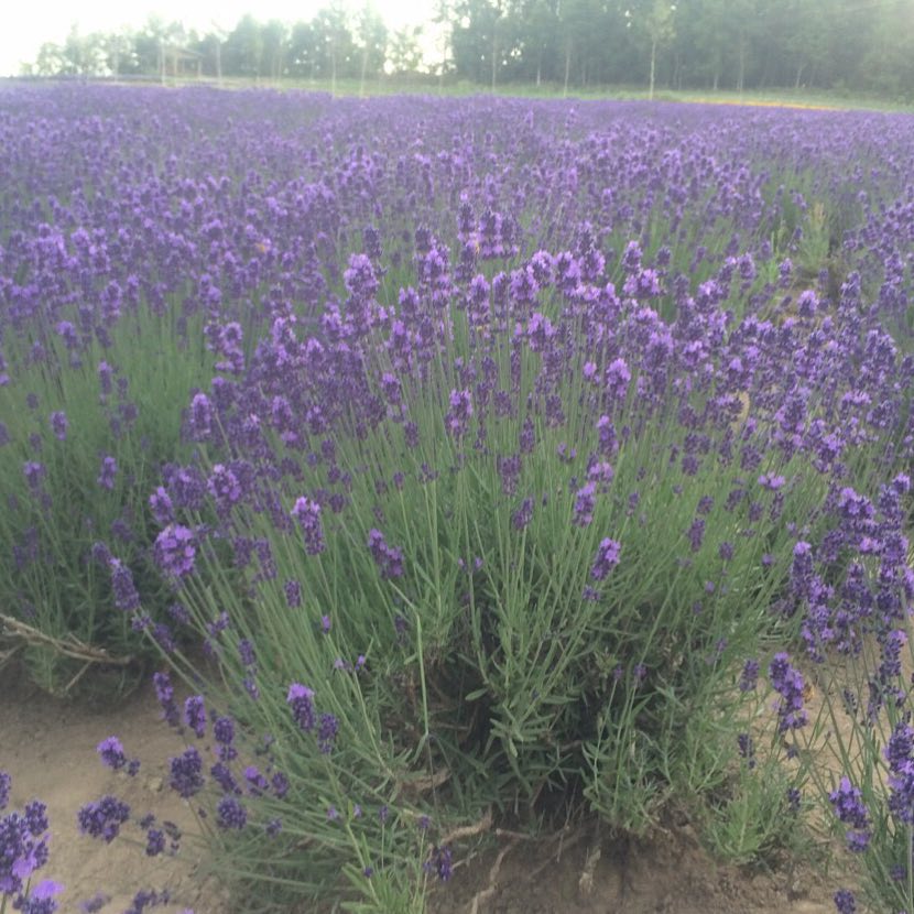 lavender field in Hokkaido.
