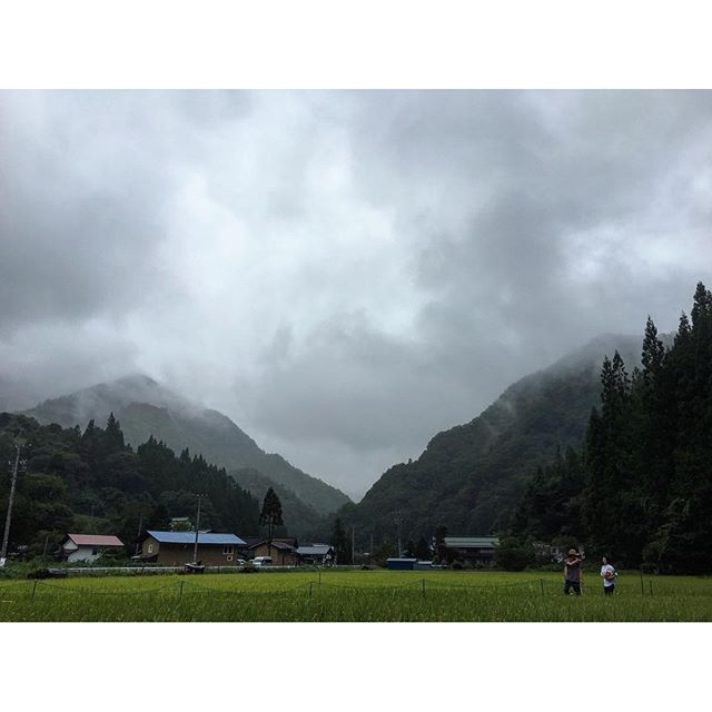 Rice field