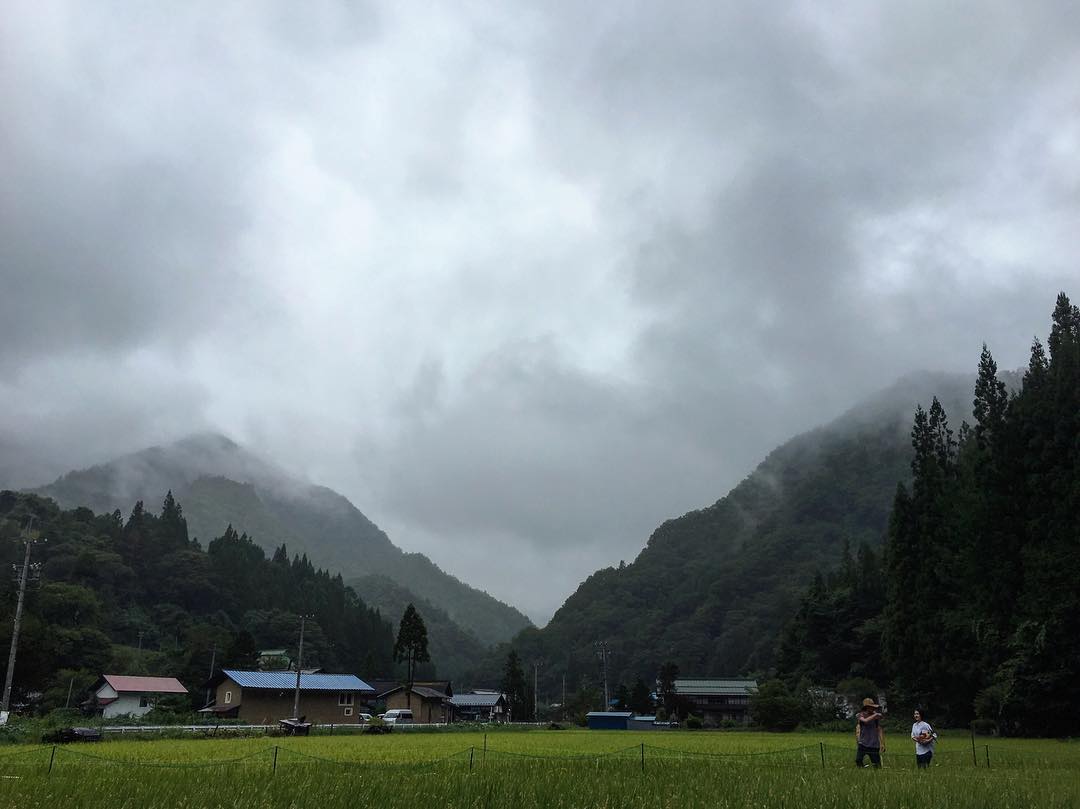 Rice field