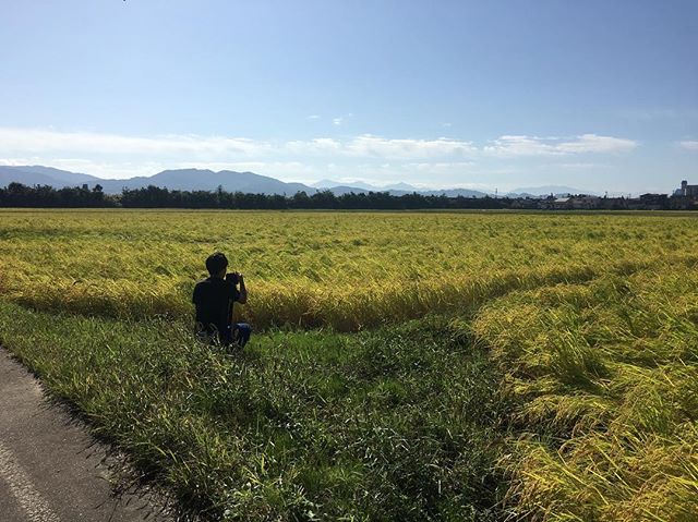 Shoot in Niigata#niigata #japan #ricefield