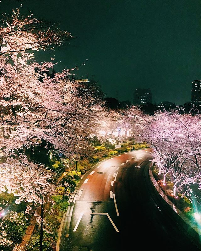 ⁣
_﻿⁣⁣ ⁣
Here's this today’s update of  #shootinjapan from AOI Global in Roppongi, Tokyo.⁣
⁣
Cherry blossoms at night are called “yozakura”. They are  just as breathtaking at night as they are in the sun. Many parks and gardens light up their cherry trees after sundown during the cherry blossom season. ﻿⁣⁣ #aoiglobal  #shootinglocation  #filmmakinglife  #weeklyinspiration﻿ 