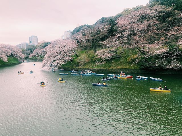 _﻿⁣⁣
Here's this week's update of from AOI Global at Chidorigafuchi.⁣⁣
⁣⁣
Chidorigafuchi is the moats and waterways of the former Edo Castle. It is located northwest of the imperial palace. It is a one of the top destinations in Tokyo to see cherry blossoms.⁣⁣
⁣⁣
#weeklyinspiration﻿