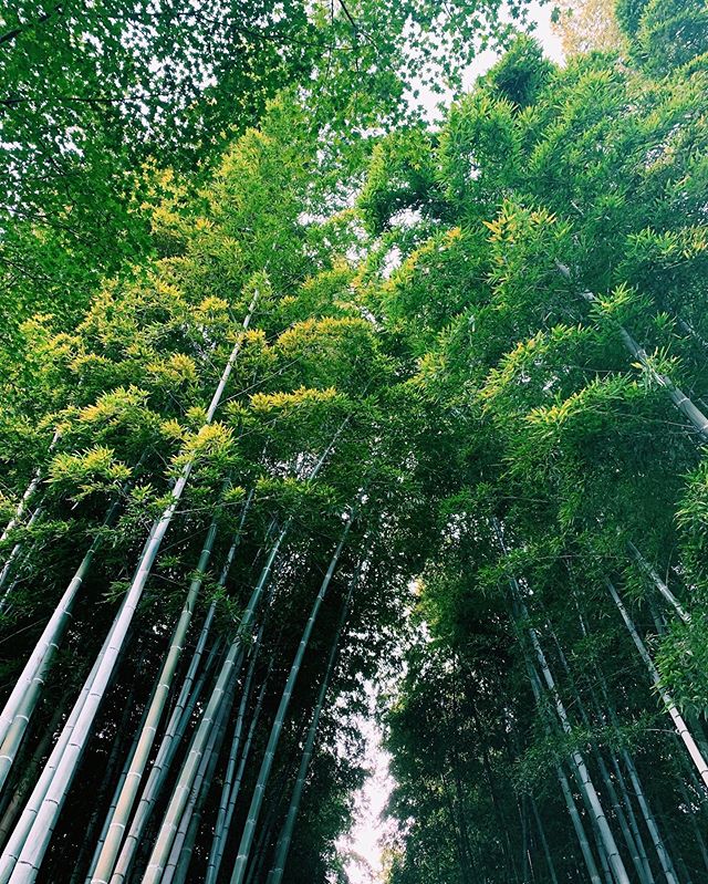 _﻿⁣⁣ Here's today's update of  #shootinjapan from AOI Global at a bamboo forest in Kyoto. ⁣⁣ Bamboo is used to make a variety of different items in Japan and plays an important role in many aspects of Japanese culture.
 Have you heard of “The Tale of Princess Kaguya”? It is about a beautiful girl called Kaguya, discovered as a baby inside a glowing bamboo. Written in the 10th century, it is probably the oldest surviving narrative tale in Japan. 
#aoiglobal  #shootinglocation  #filmmakinglife  #weeklyinspiration﻿ 