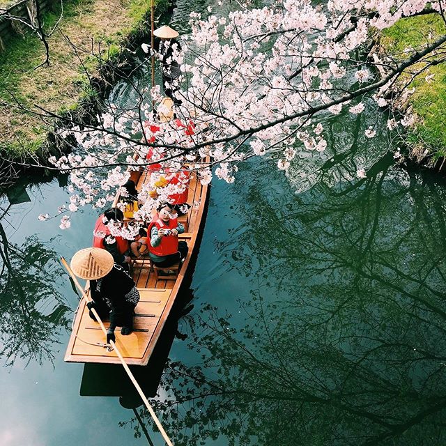 _﻿⁣⁣
Here's today's update of  #shootinjapan from AOI Global at Shingashi River in Saitama Prefecture.⁣
⁣
An idyllic ride on a traditional Japanese canoe takes you through the river to see a gorgeous scene of the cherry blossoms and its reflection in the river. ﻿⁣ ⁣
⁣
#aoiglobal  #shootinglocation  #filmmakinglife  #weeklyinspiration﻿ 