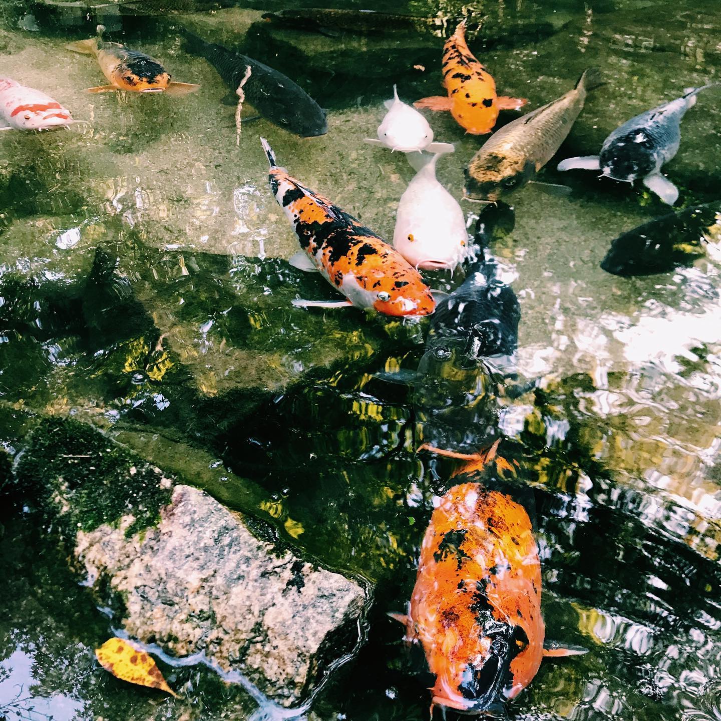 ⁣⁣⁣﻿⁣⁣⁣_⁣
Here's this week's update of from AOI Global at a Koi Pond!⁣
⁣
Koi fish are colored varieties of carp!⁣
Walking around Japan, you will often find Koi ponds in different areas, usually in traditional Japanese gardens or temples. ⁣
⁣
Not only do they have an incredible aesthetic, but in Japanese culture, Koi are also closely associated with the country's national identity, often as a symbol of luck, prosperity, and good fortune.⁣
⁣
They make very easy pets as they don’t require much maintenance, but they can cost a pretty penny. Though they are expensive, having these beautiful symbols of luck definitely seem worth it.⁣
⁣
REMOTE SHOOT In Japan with AOI Pro. Global.⁣
Contact us for details through the link in our bio.⁣⁣⁣⁣⁣
⁣
#weeklyinspiration﻿