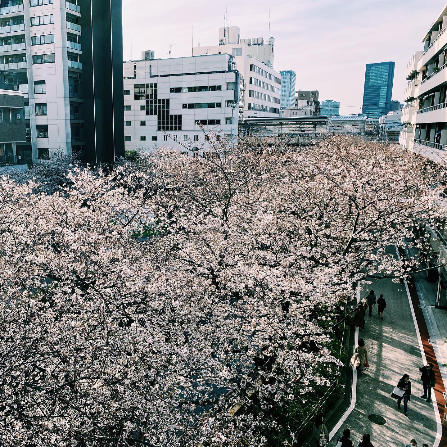 _
Cherry blossom season at the AOI Global Nakameguro office 
￼
A shot from our balcony📸
What a view

#weeklyinspiration﻿ #tokyocherryblossom⁣
