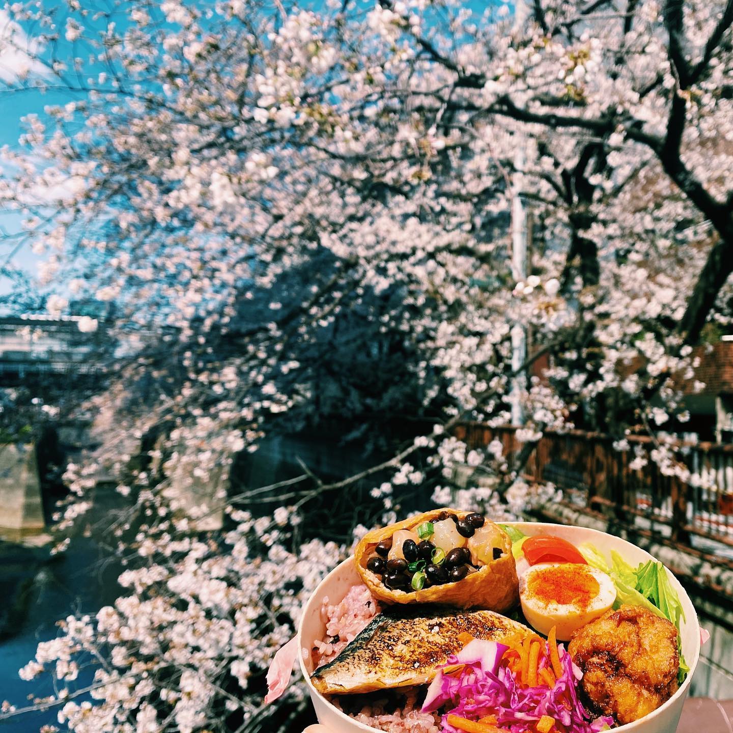 _
Cherry blossom season at the AOI Global Nakameguro office
￼
Beautiful Bento (Japanese packed meal) to accompany our Hanami (flower viewing)

#weeklyinspiration﻿ #tokyocherryblossom⁣
