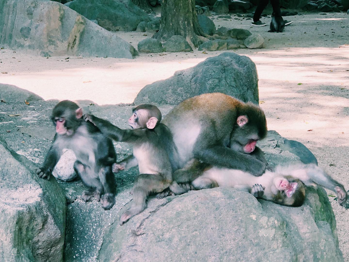 _⁣
For today’s from AOI Global, we have an adorable family of Nihonzaru (otherwise known as Japanese monkeys or snow monkeys). ⁣

This species is native to Japan and is the most northern-living nonhuman primate. They are prominently featured in the religion, folklore, and art of Japan. You can find some of these monkeys enjoying a nice spa day at the natural hot springs during winter. 

#weeklyinspiration� #remoteshooting⁣