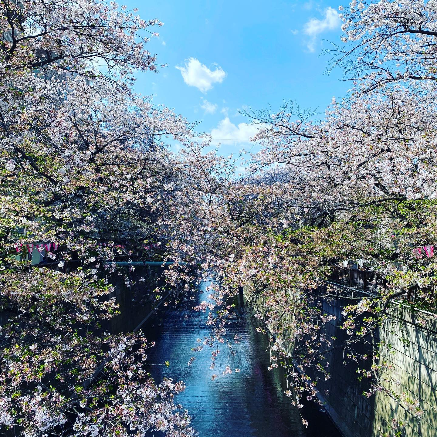 _
Just some of the cherry blossom pictures we took this year at our Nakameguro office and around Tokyo

The season felt extra special with AOI Pro. lanterns placed outside our office

#tokyocherryblossom⁣
